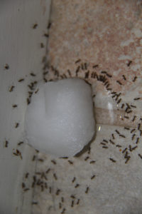 Do ants drive you crazy? This Poison Ants DIY is a great way to get rid of those unwanted nasty buggers! It's cheap, easy, fast and it WORKS!